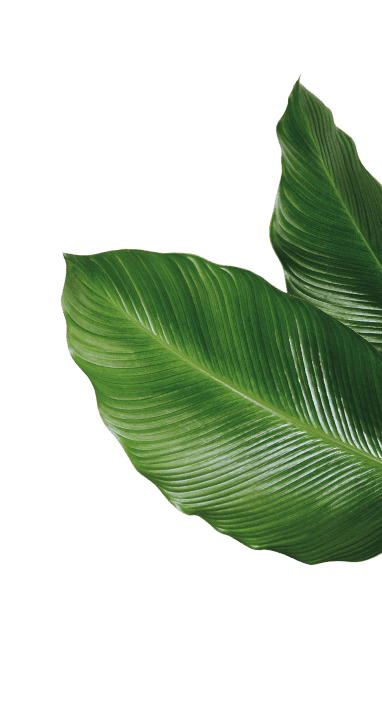 leafs