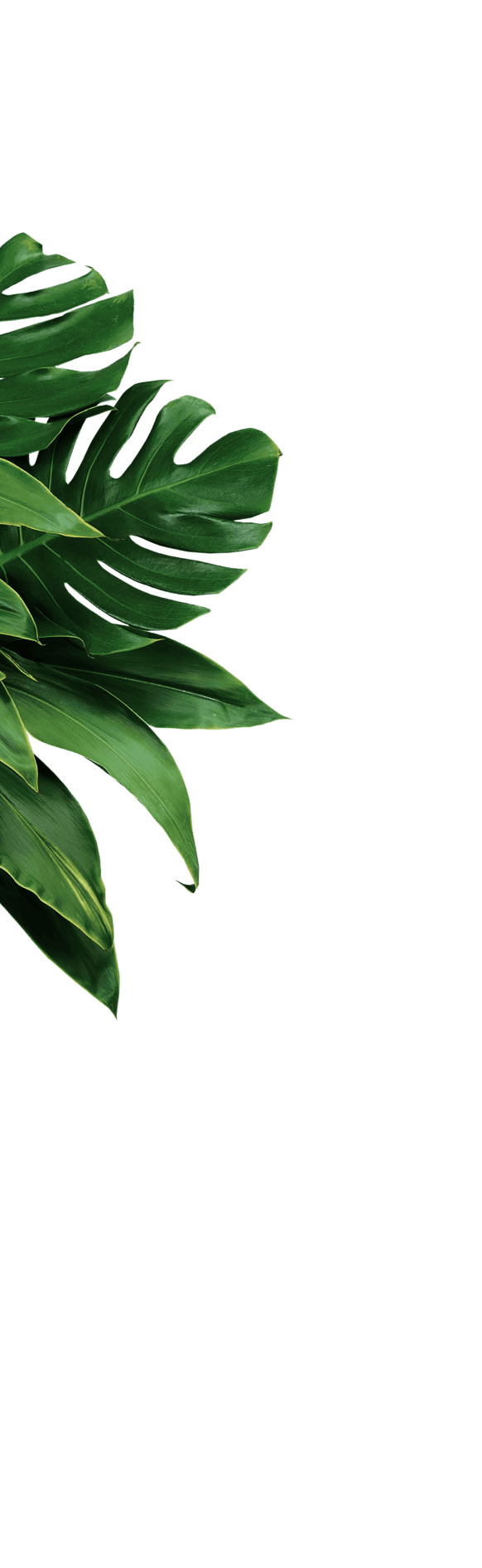 leafs