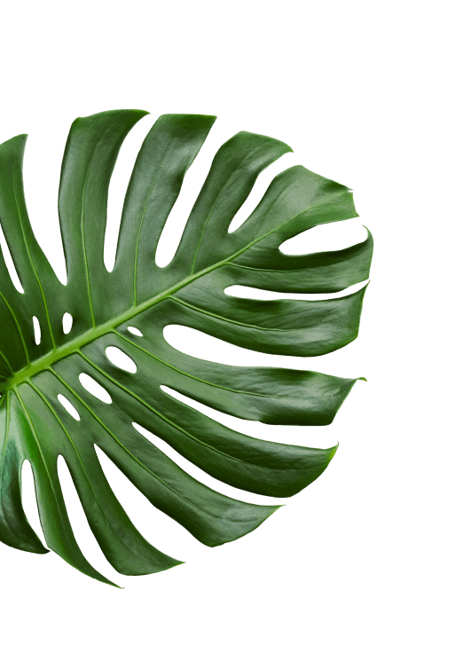leaf