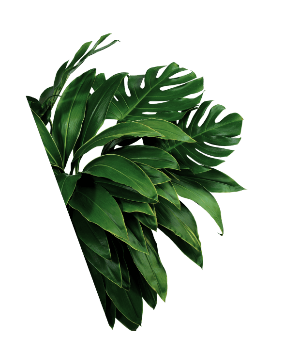 leafs